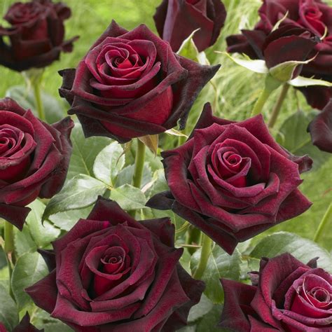Trandafiri Black Baccara.